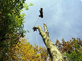 Baumsicherung, Baumfällung und Baumsachverständiger für Salzburg, Oberösterreich, Steiermark und Kärnten.