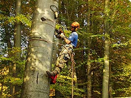 Baumfällung nach Sicherheitskontrolle und Baumanalyse