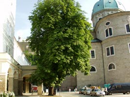 Landschaftsgestaltung und Baumpflege für Salzburg, Kärnten, Steiermark und Oberösterreich