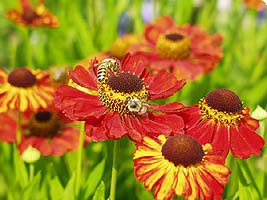 Sonnenbraut, Helenium Moerheim Beauty, Gärtnerei Salzburg, Garten- und Landschaftsbau Thausing