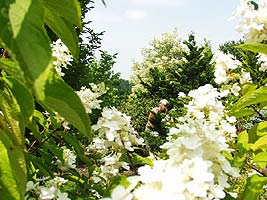 Sommerhortensie, Baumschule Thausing in Salzburg