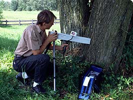 Holzdichtemessung, Baumstatistik